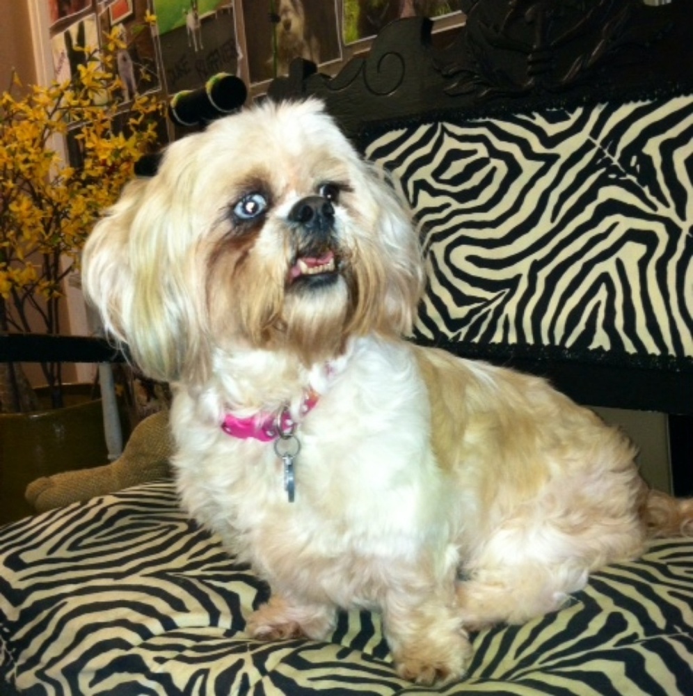 Meet your Posher, Priscilla